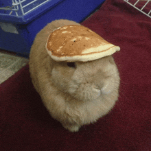 a bunny with a pancake on its head