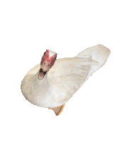 a white duck with a red beak is laying down