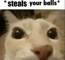 a close up of a cat 's face with the words `` steals your balls '' below it .