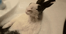 a rabbit is taking a bath in a bathroom sink .