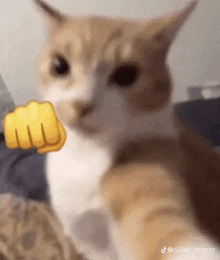 a cat is giving a fist bump with its paw .