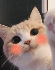 a close up of a cat with a pink cheek