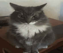 a gray and white cat sitting on a wooden table