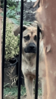 a dog is behind a metal fence looking at the camera .