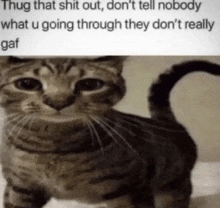 a cat with a caption that says thug that shit out don 't tell nobody what u going through