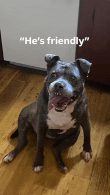 a dog is sitting on a wooden floor with the caption " he 's friendly "