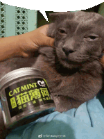 a person holding a cat next to a jar that says cat mint