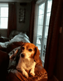 a small brown and white dog is laying on a couch