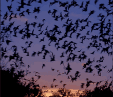 a flock of bats flying in a purple sky