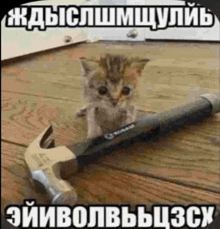 a kitten is sitting next to a kobalt hammer on a wooden floor