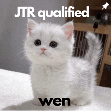 a picture of a white kitten with the words jtr qualified wen beneath it