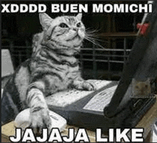 a cat is sitting at a desk in front of a laptop computer with a caption that says xddd buen momichi jajaja like