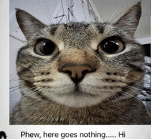 a close up of a cat 's face with the caption phew here goes nothing hi