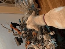 a dog looking at a display of seashells and coral