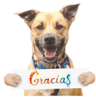 a dog holds a sign that says gracias