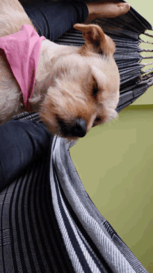 a small dog wearing a pink bandana is laying on a person 's lap