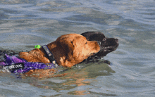 two dogs are swimming in the water one is wearing a purple life vest that says service dog