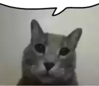 a close up of a cat with a speech bubble behind it