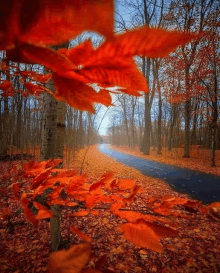 autumn leaves are blowing in the wind on a road in the woods