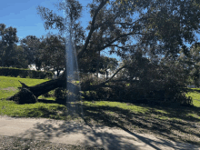 a tree that has fallen in a park with a blue sky in the background