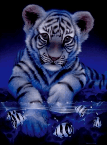 a painting of a tiger cub in the water with fish