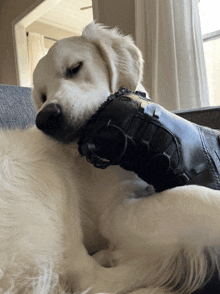 a white dog laying on a couch chewing on a shoe