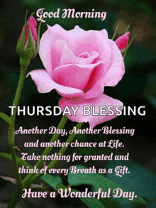 a pink rose with a good morning thursday blessing message on it