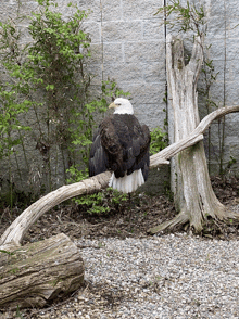 a bald eagle perched on a branch next to a tree stump