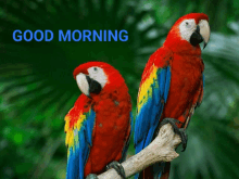 two colorful parrots are perched on a branch with the words good morning written above them