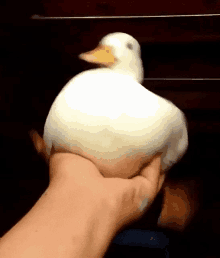 a person is holding a white duck in their hand with a yellow beak .