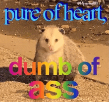 a picture of an opossum with the words pure of heart and dumb of ass