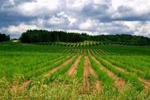 a lush green field with rows of plants and trees in the background