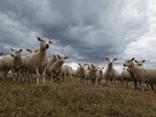 a herd of sheep standing in a field looking at the camera