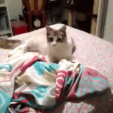 a cat laying on top of a bed with a blanket that says ' i love you ' on it