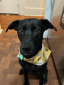 a black dog wearing a yellow bandana that says california on it