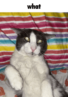 a black and white cat is laying on a bed with a striped blanket and the word what above it