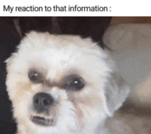 a small white dog is looking at the camera with a caption that says my reaction to that information