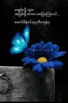 a blue flower with a yellow center is next to a blue butterfly on a black background