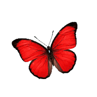 a red butterfly with black wings and a white background