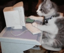 a gray and white cat is sitting at a desk using a computer