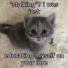 a kitten is laying on a fluffy blanket with a caption that says " stalking "