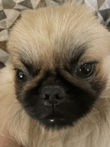 a close up of a dog 's face with a very angry look on it 's face