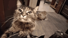 a cat is sitting on a person 's leg and looking up at the camera