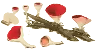 a drawing of red mushrooms on a tree branch with a white background