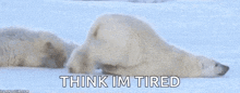 a couple of polar bears laying in the snow with the words `` think im tired '' written above them .