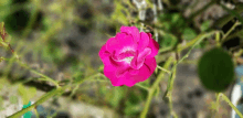 a pink flower with a white center is surrounded by greenery