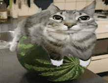 a cat is sitting on top of a watermelon on a table