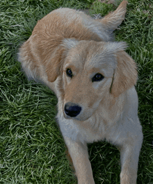 a golden retriever puppy laying in the grass looking up at the camera