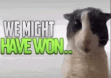 a black and white guinea pig is standing in front of a sign that says `` we might have won '' .