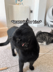 a black cat leans in for a kiss with another cat in the background